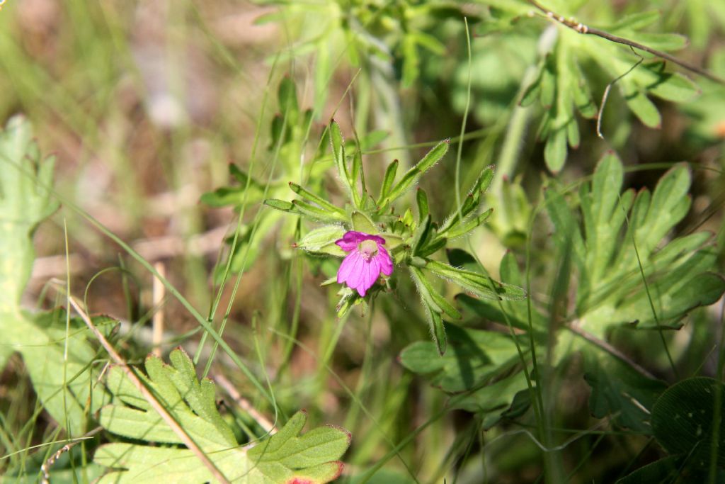 Geranium pusillum?  No, Geranium dissectum